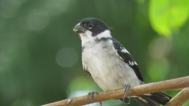 Sporophile à ailes blanches - ML457808161