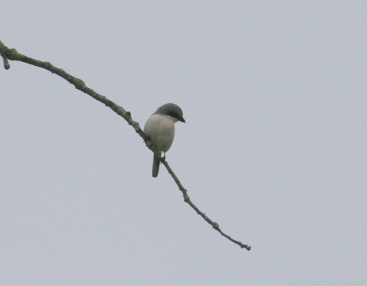 Loggerhead Shrike - ML457809691