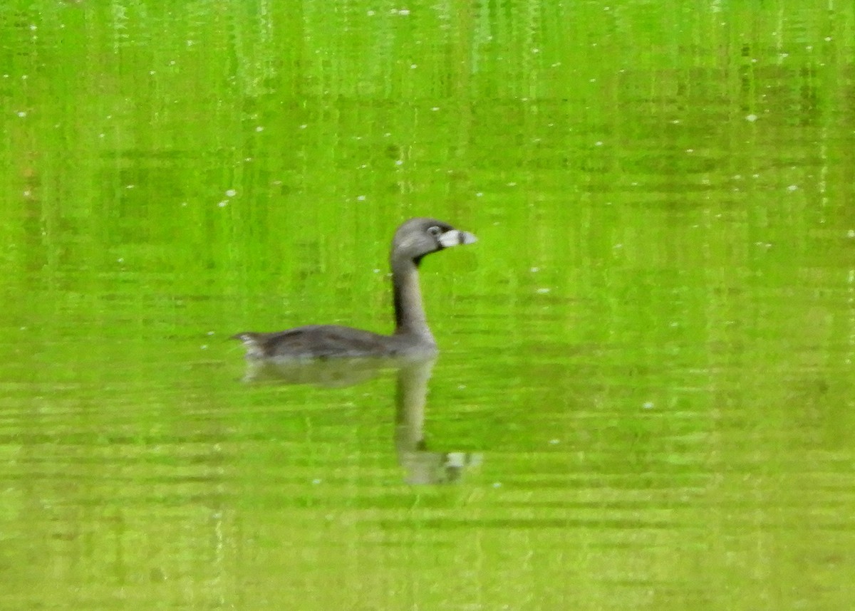 Pied-billed Grebe - ML457810031