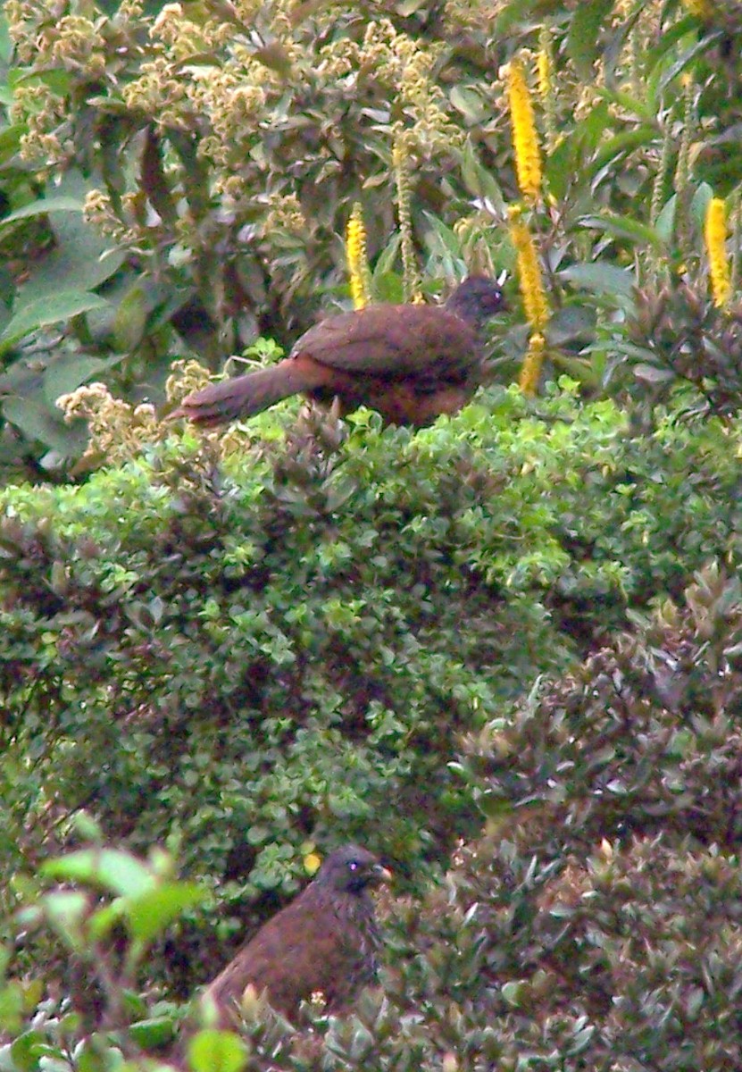 Andean Guan - ML457810821