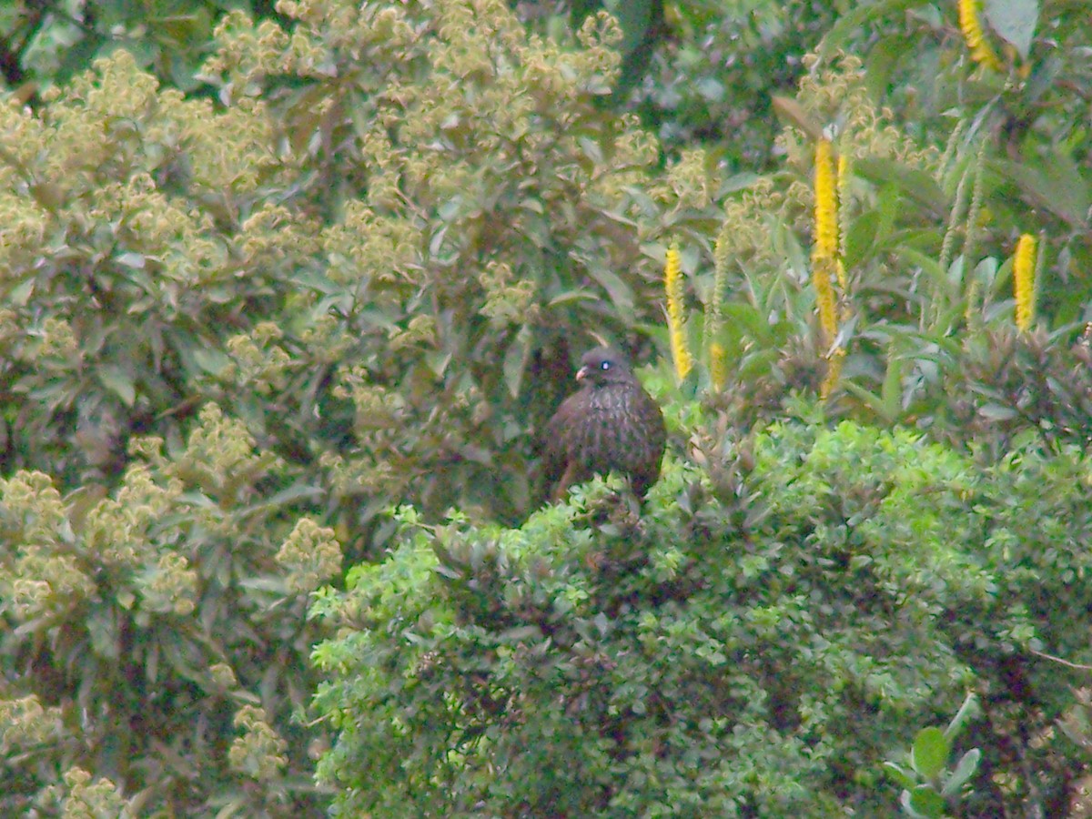 Andean Guan - ML457810851