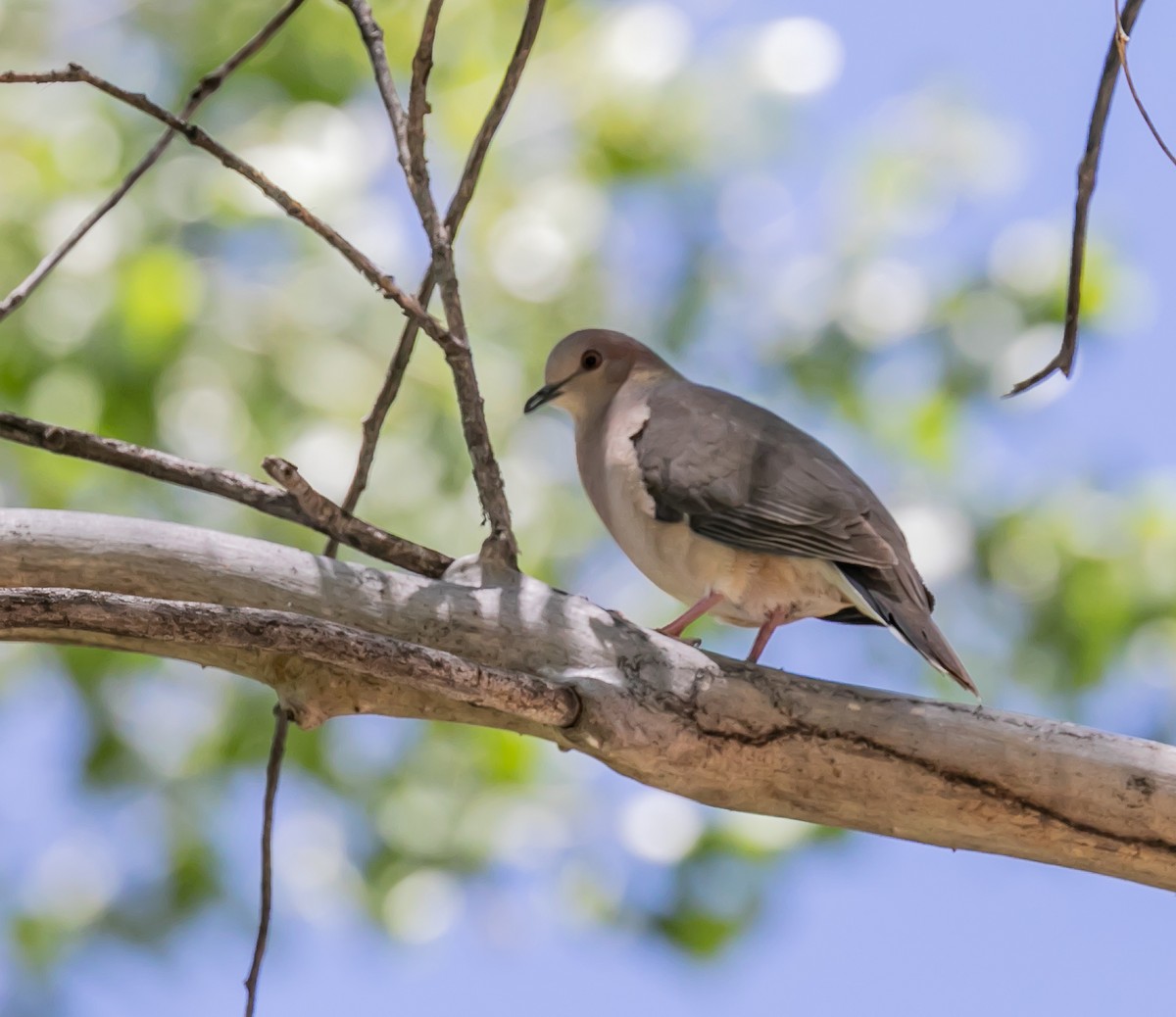 White-tipped Dove - ML457813121