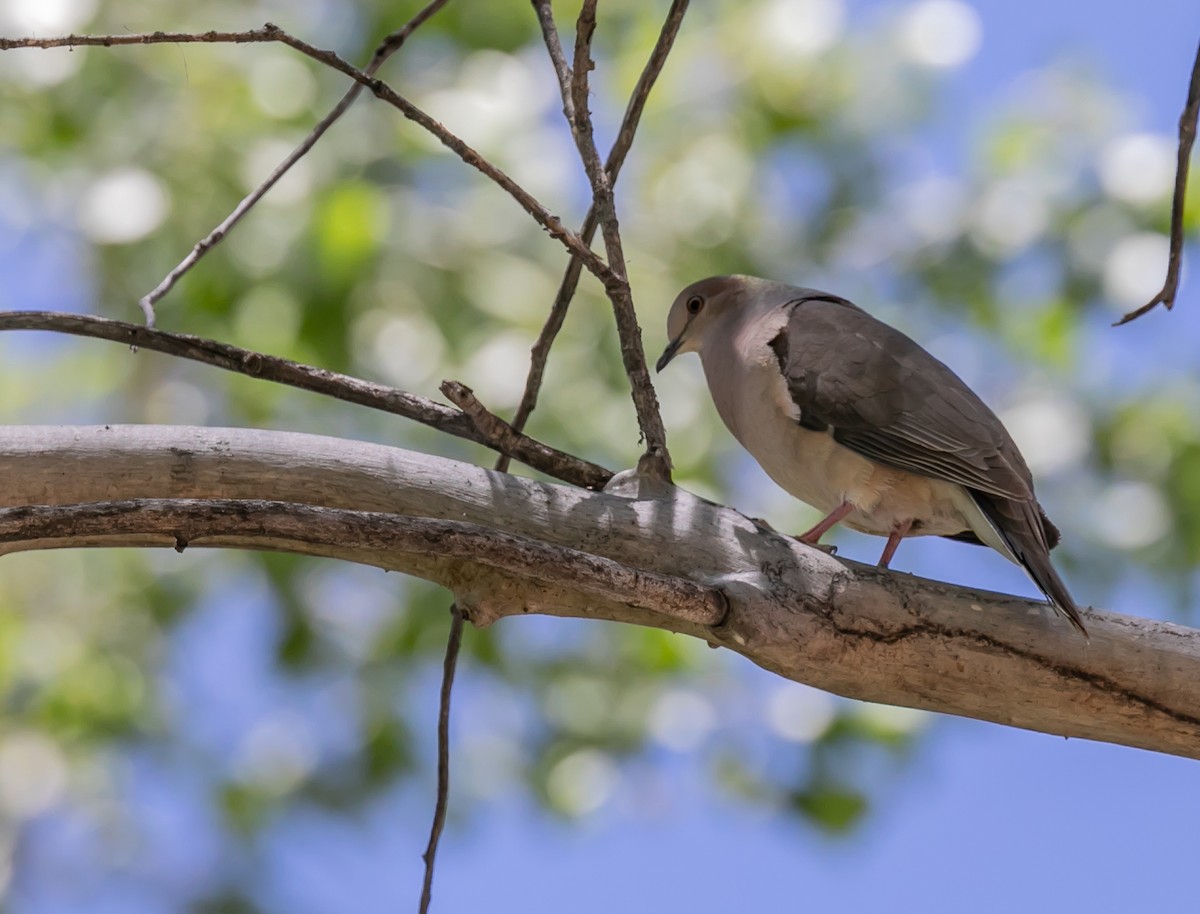 White-tipped Dove - Damon Haan