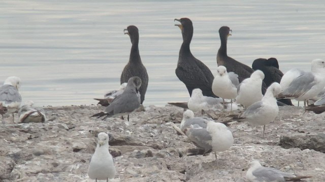 Laughing Gull - ML457813871