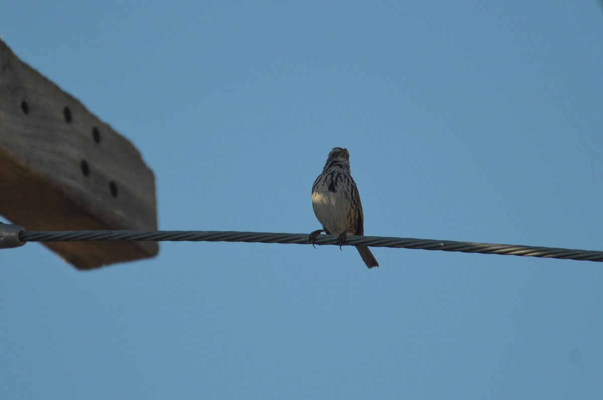 Song Sparrow - ML457814111