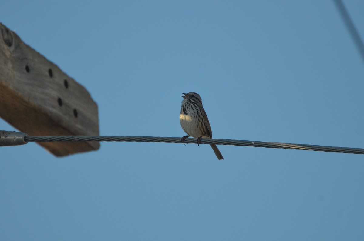 Song Sparrow - ML457814211