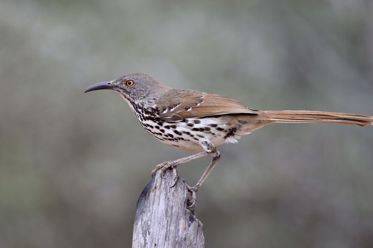 Long-billed Thrasher - Cheryl Rosenfeld