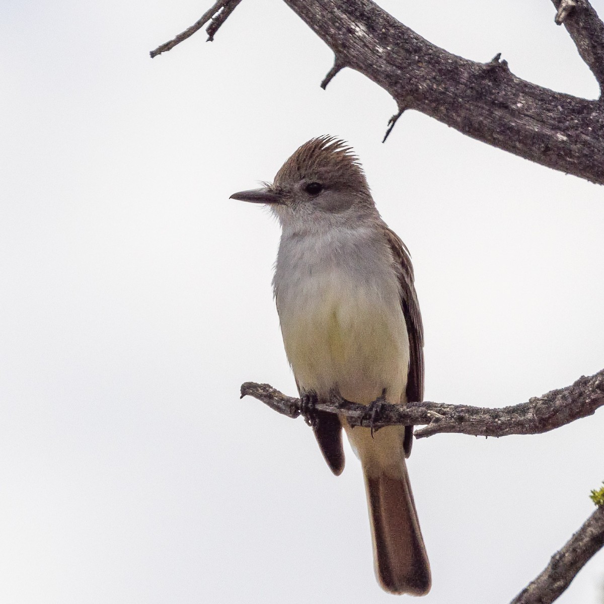 Ash-throated Flycatcher - ML457815501