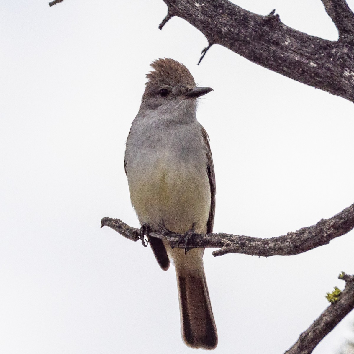 Ash-throated Flycatcher - Philip Kline