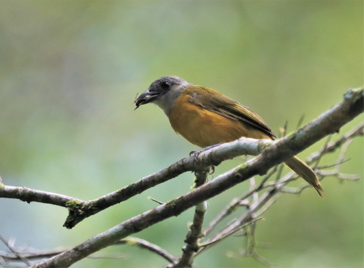 Gray-headed Tanager (Gray-headed) - ML457816841