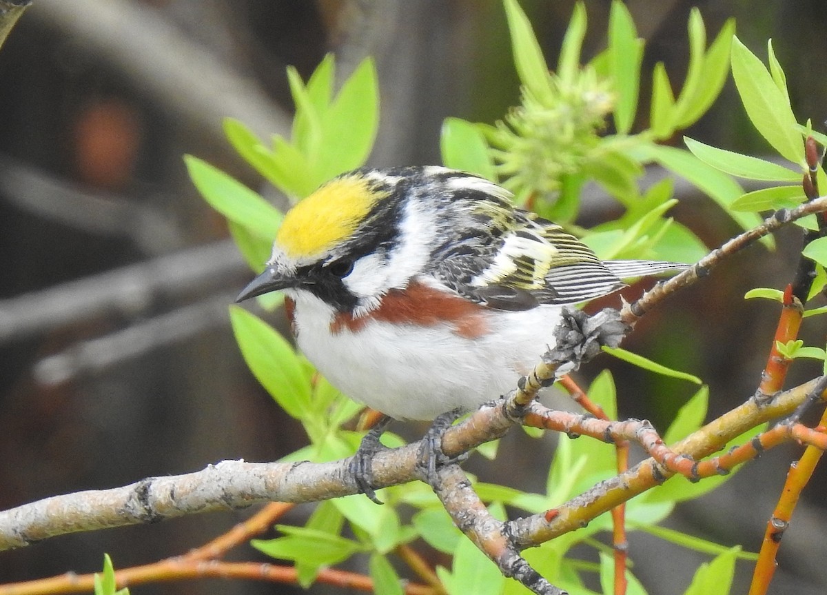 Chestnut-sided Warbler - ML457817021