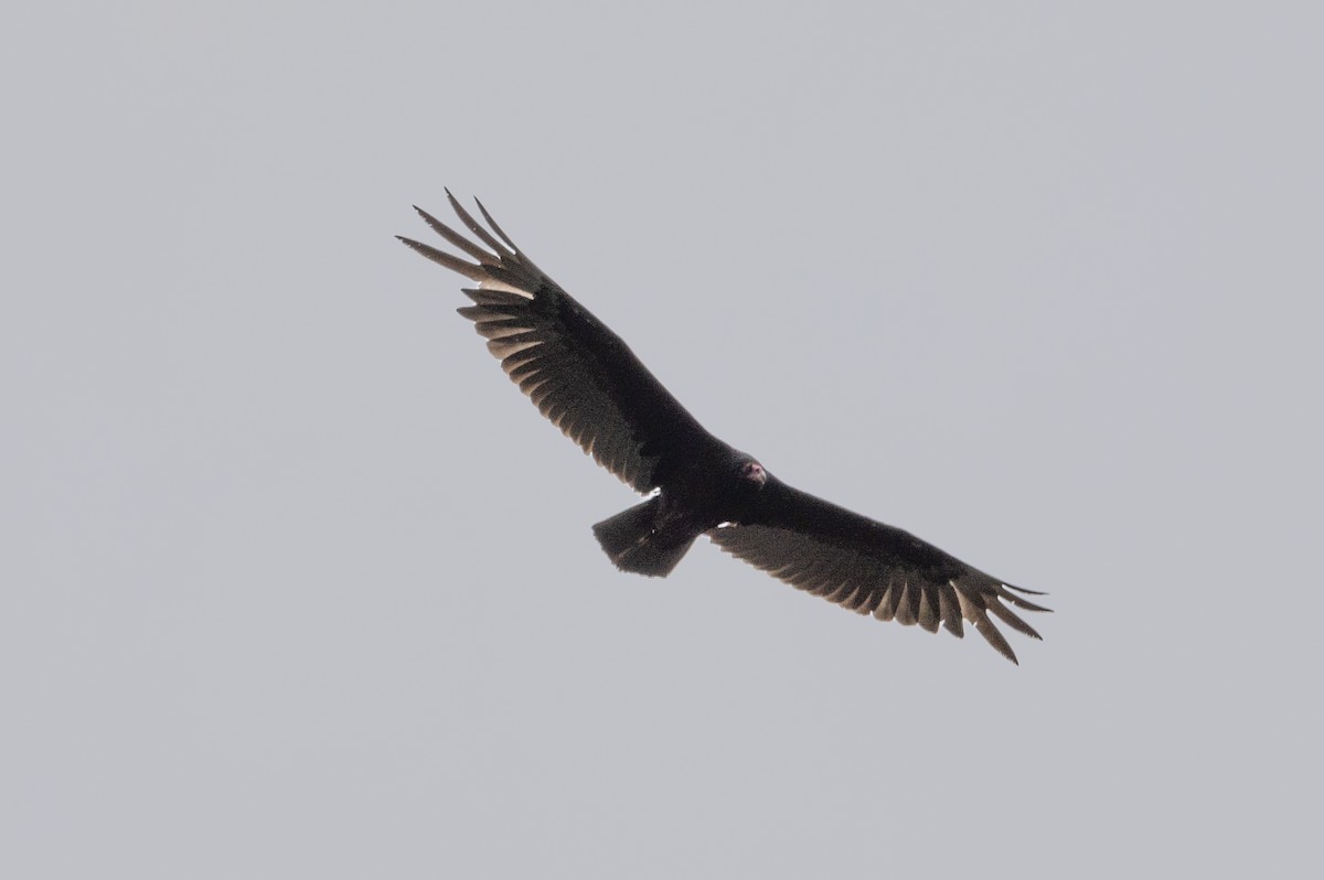 Turkey Vulture - ML457817701