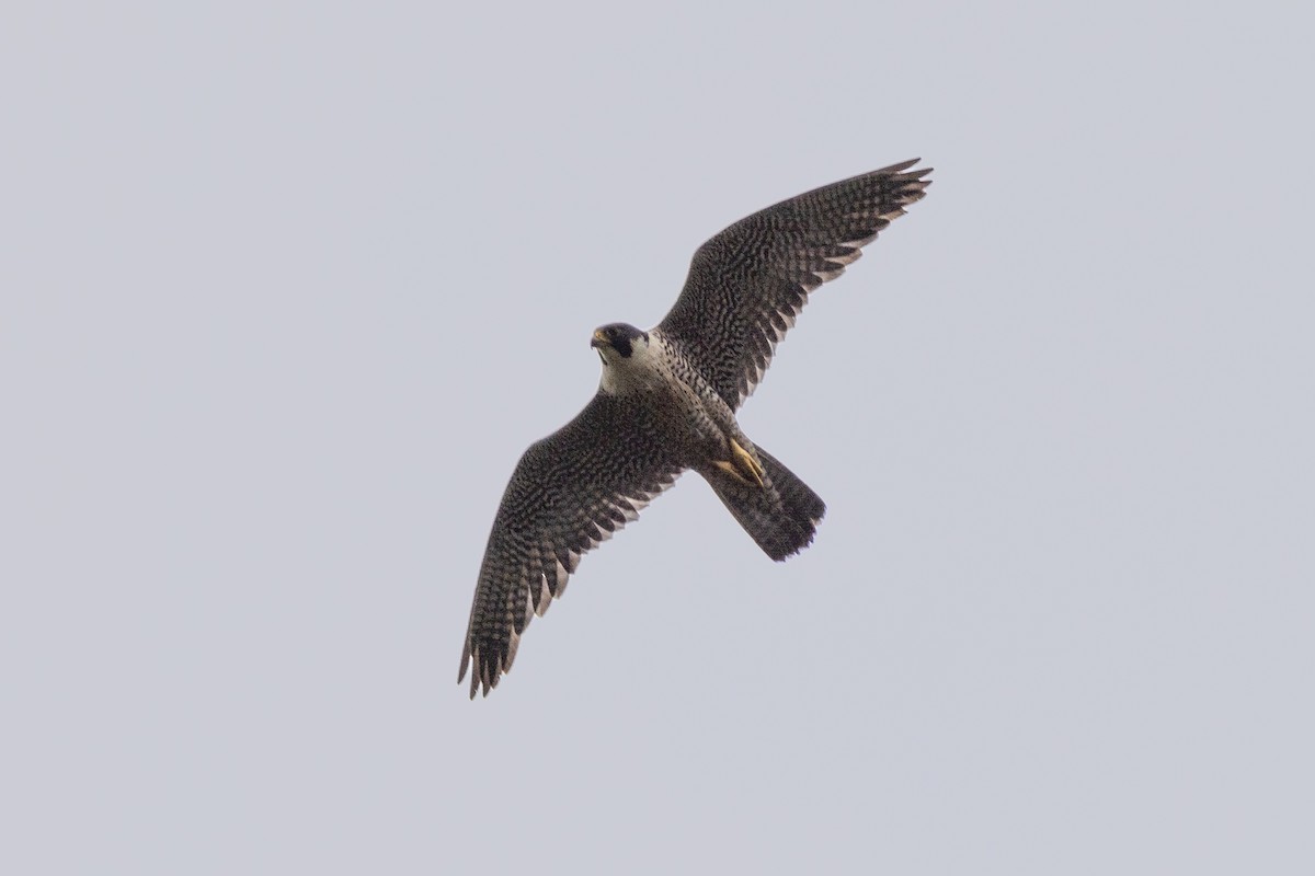 Peregrine Falcon - ML457817851