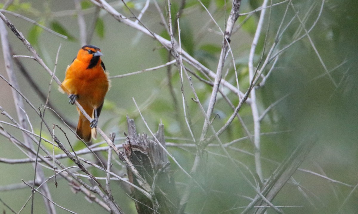 Oriole de Bullock - ML457818651