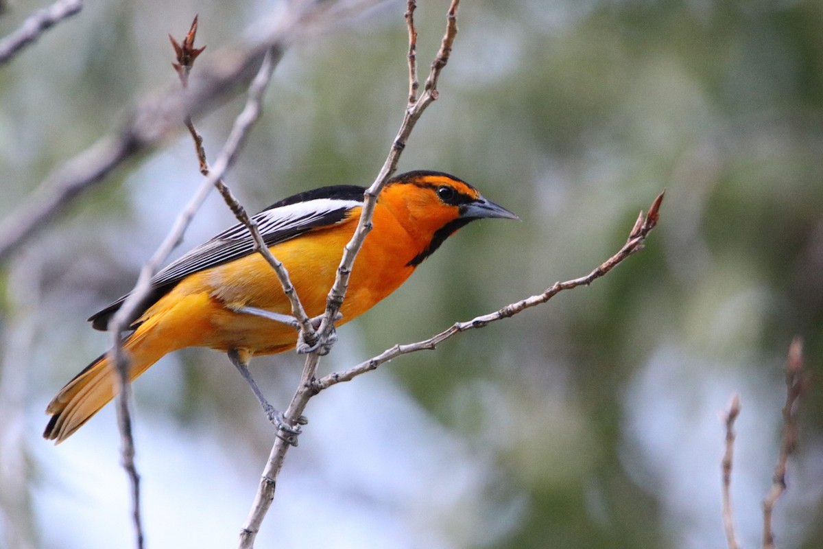 Bullock's Oriole - ML457818661