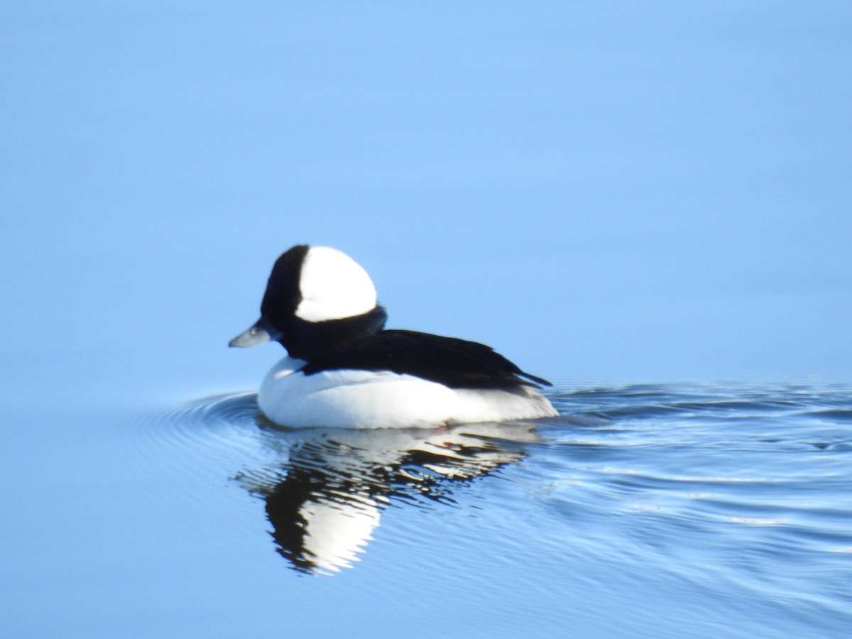 Bufflehead - ML45781881