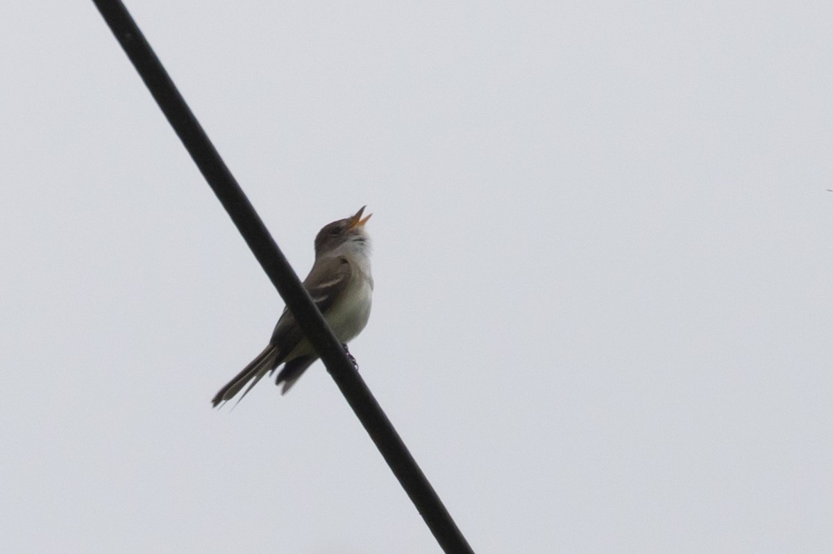 Willow Flycatcher - ML457820331