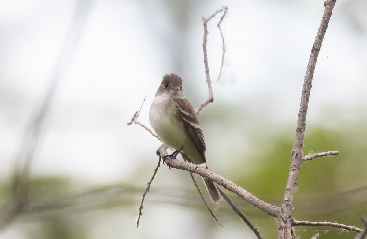 Willow Flycatcher - ML457820481