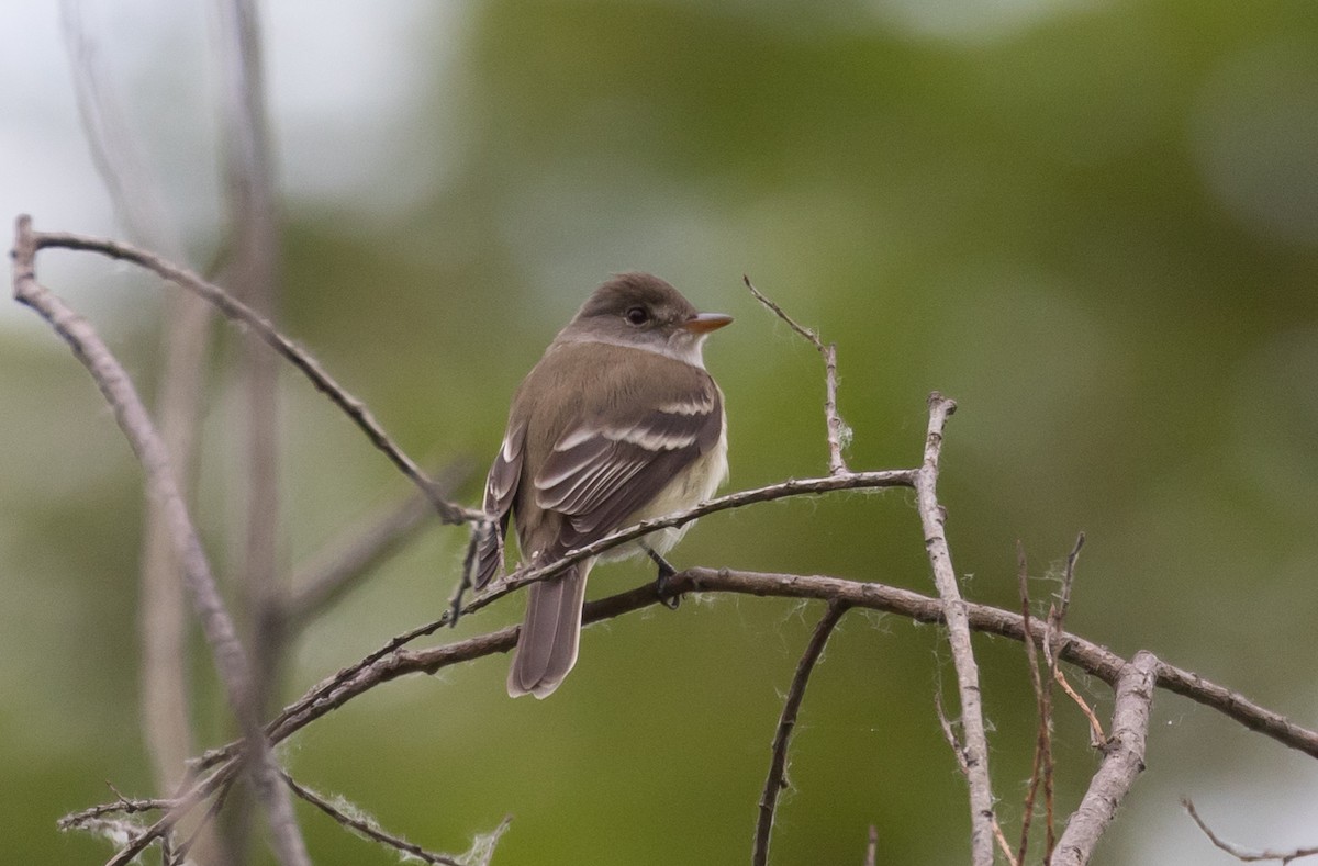 Willow Flycatcher - Jay McGowan