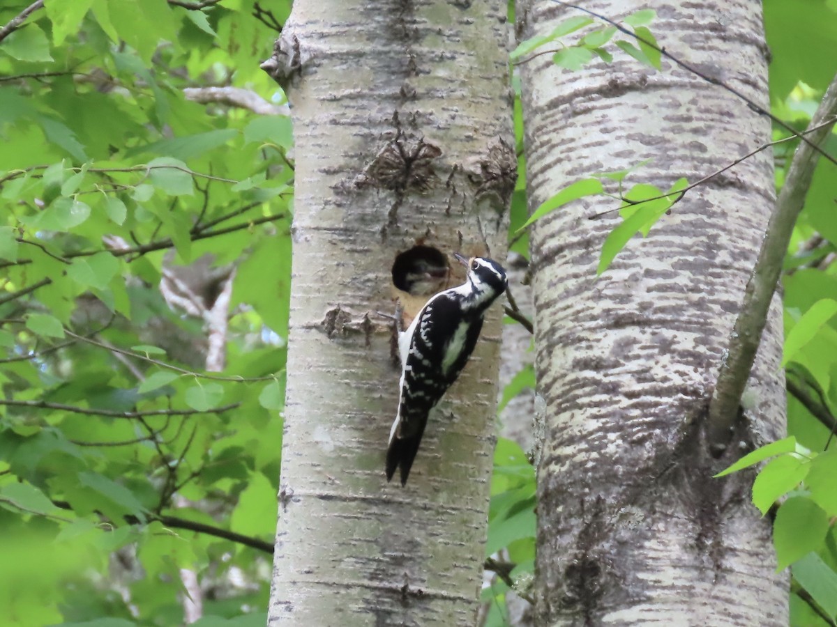 Hairy Woodpecker - ML457820821