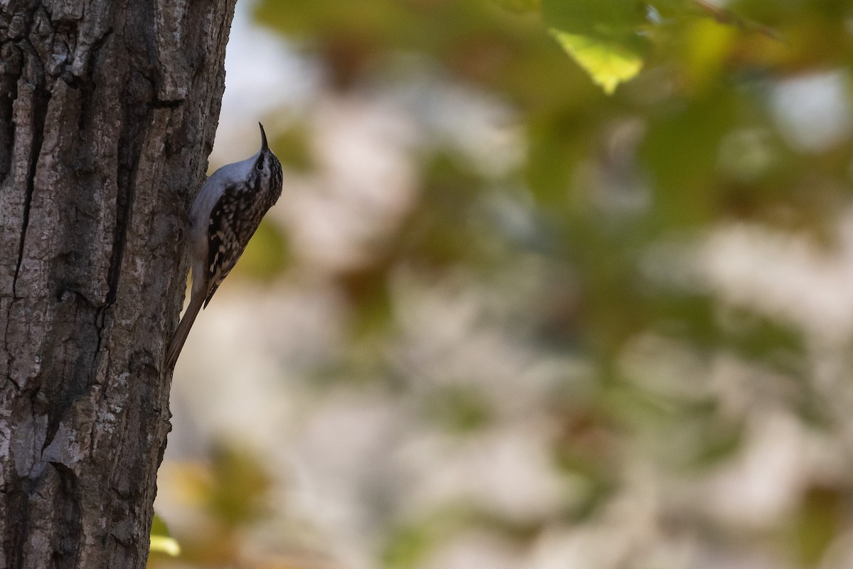 Brown Creeper - ML457821361