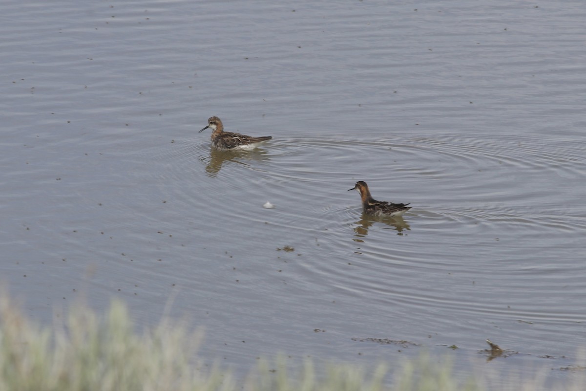 Red-necked Phalarope - ML457821661