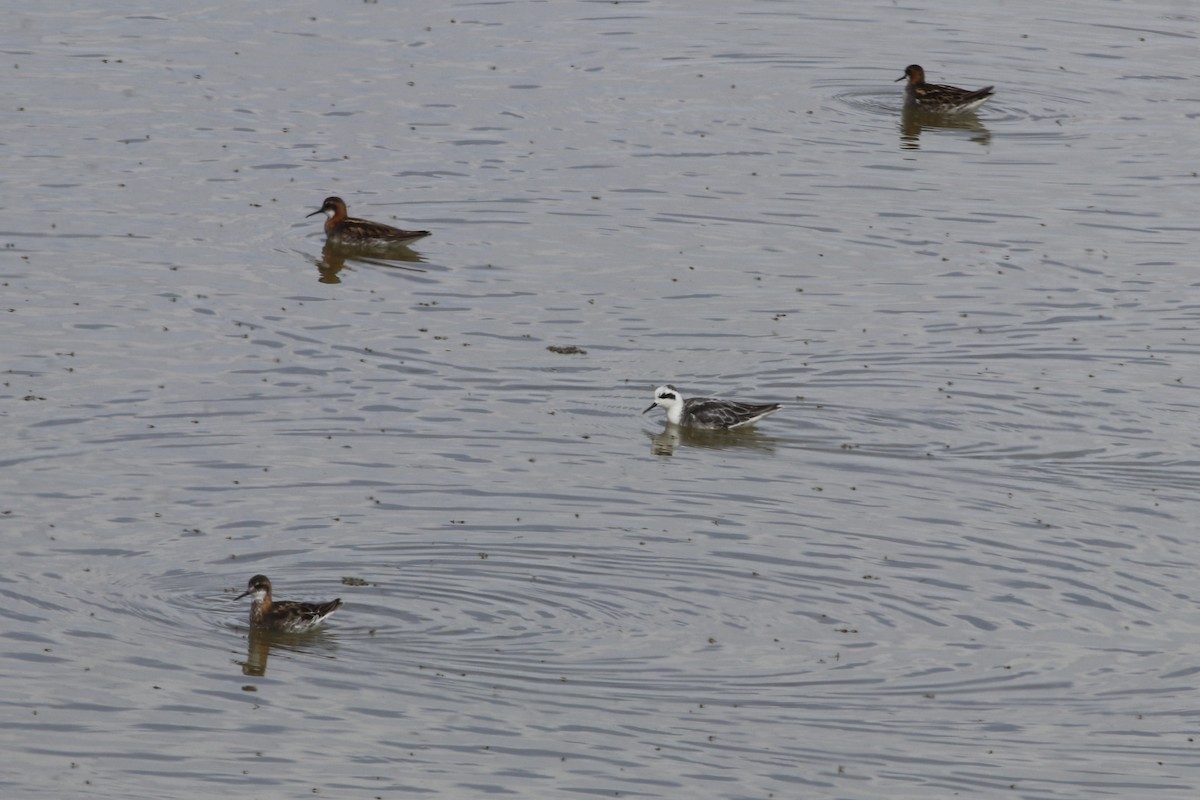 Red-necked Phalarope - David Cole