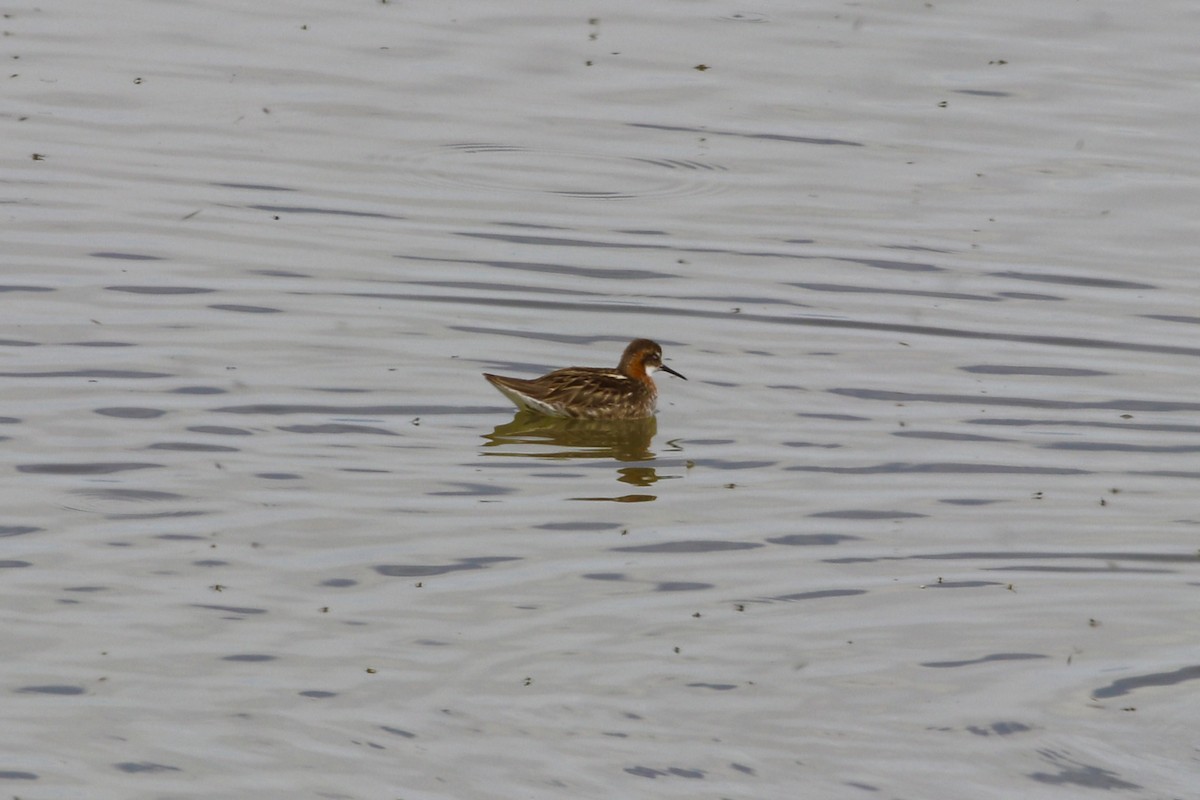 Red-necked Phalarope - ML457821721