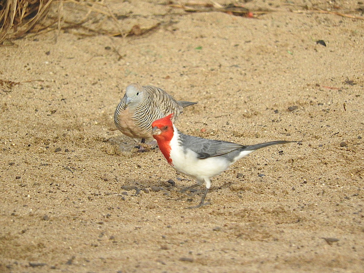 Zebra Dove - ML457823281