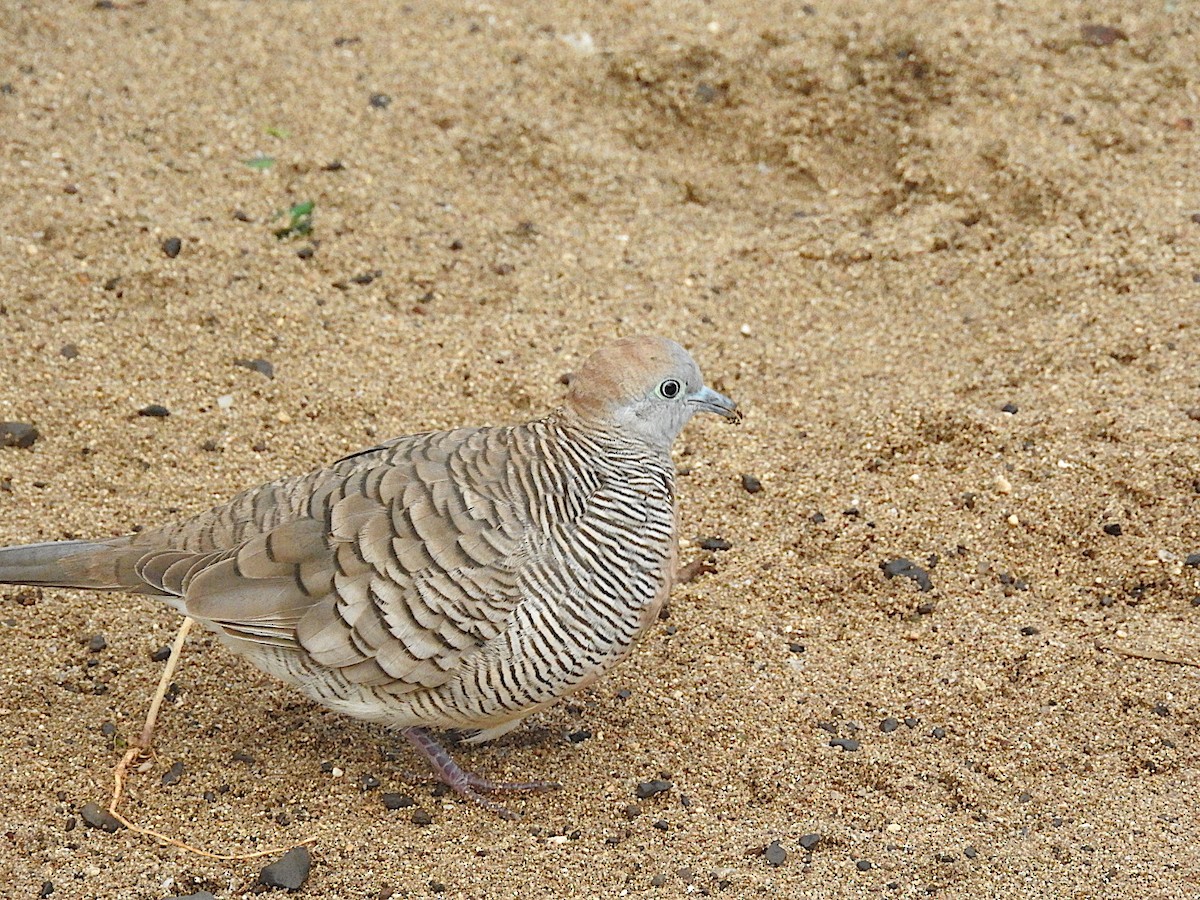 Zebra Dove - ML457823421