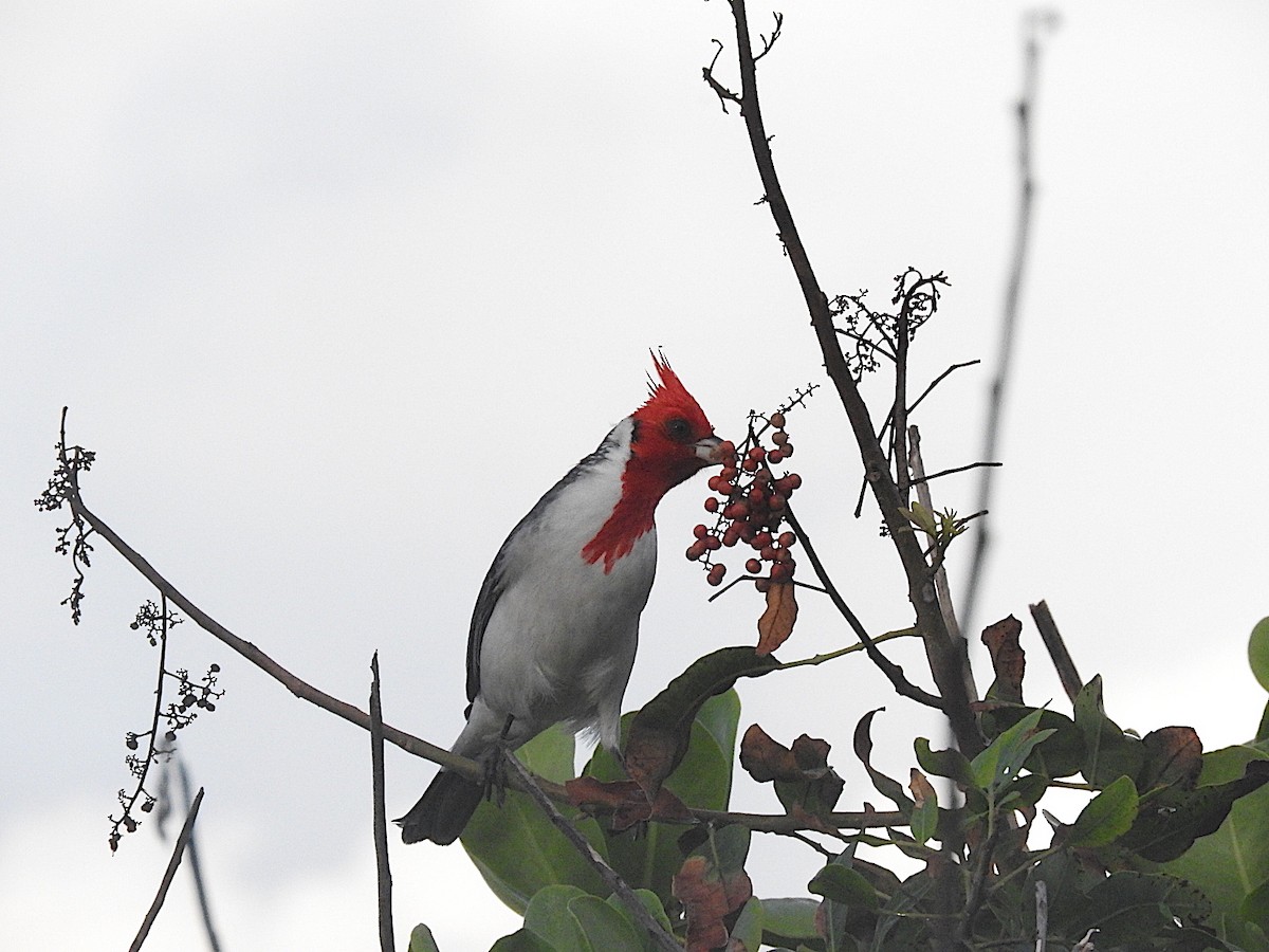 Red-crested Cardinal - ML457823541