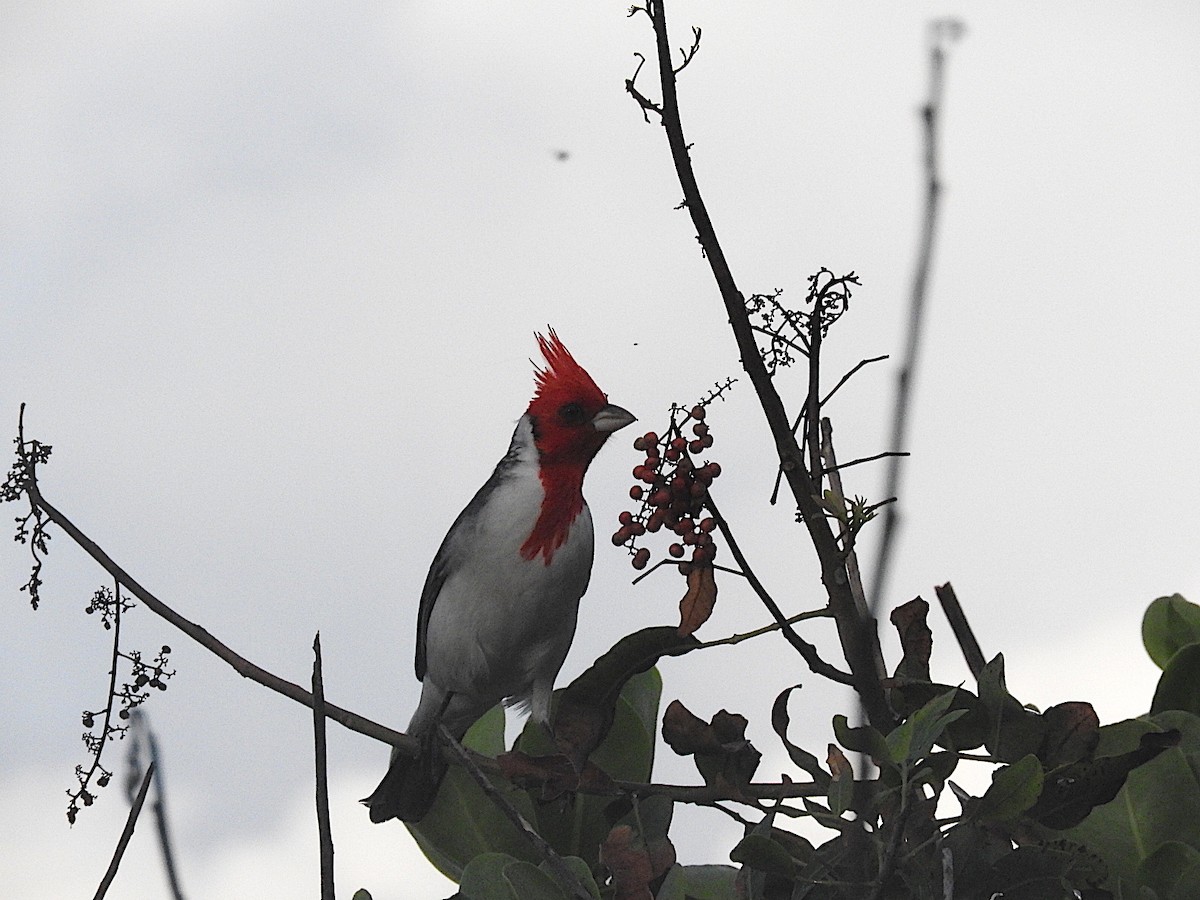 Red-crested Cardinal - ML457823581