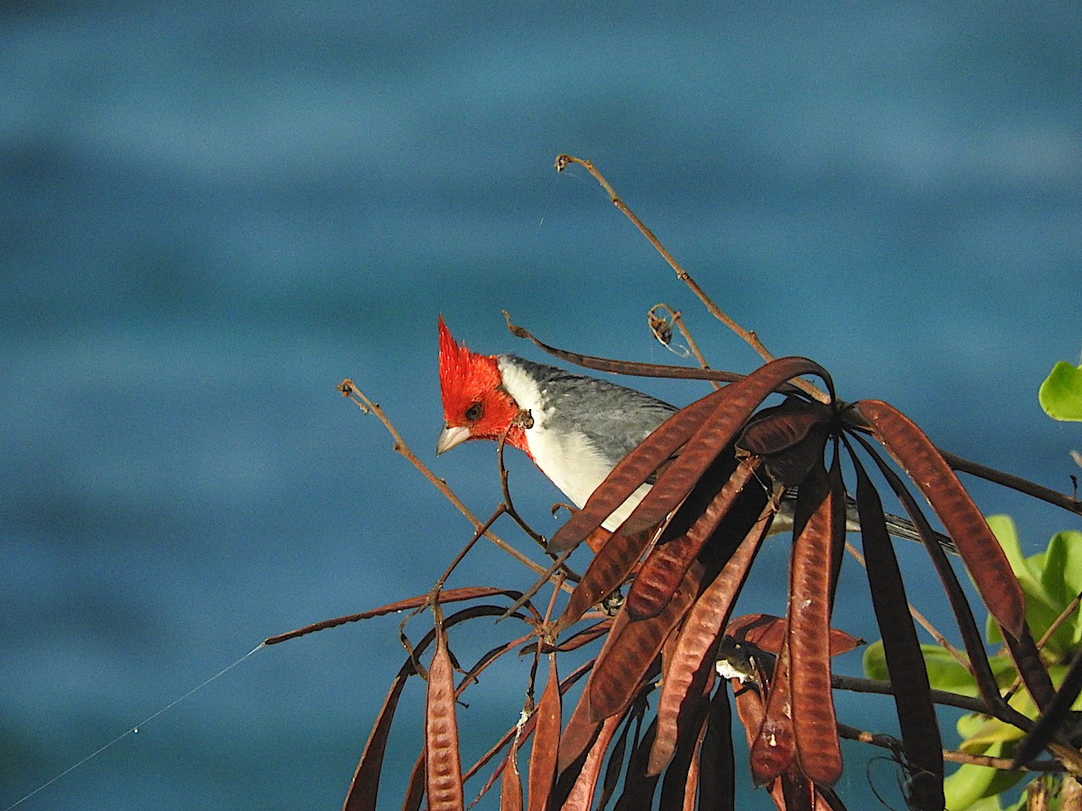 Red-crested Cardinal - ML457823961