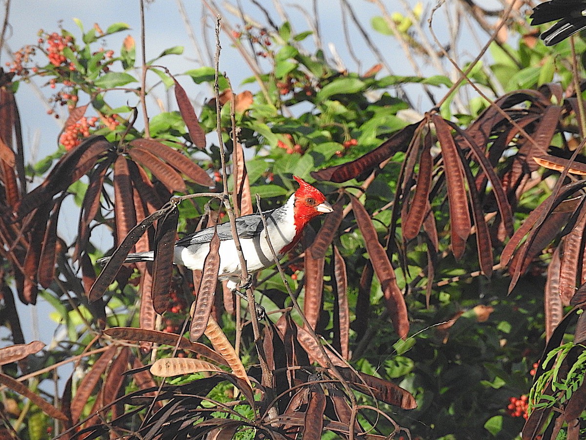 Red-crested Cardinal - ML457823981
