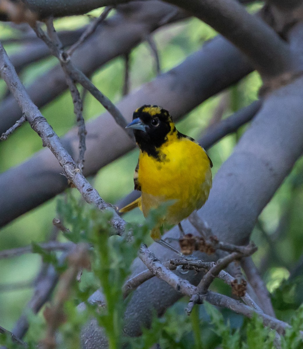 Baltimore Oriole - ML457824581