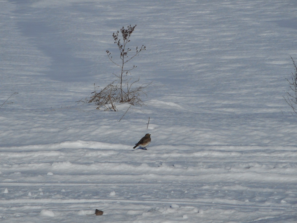 Horned Lark - ML45782711