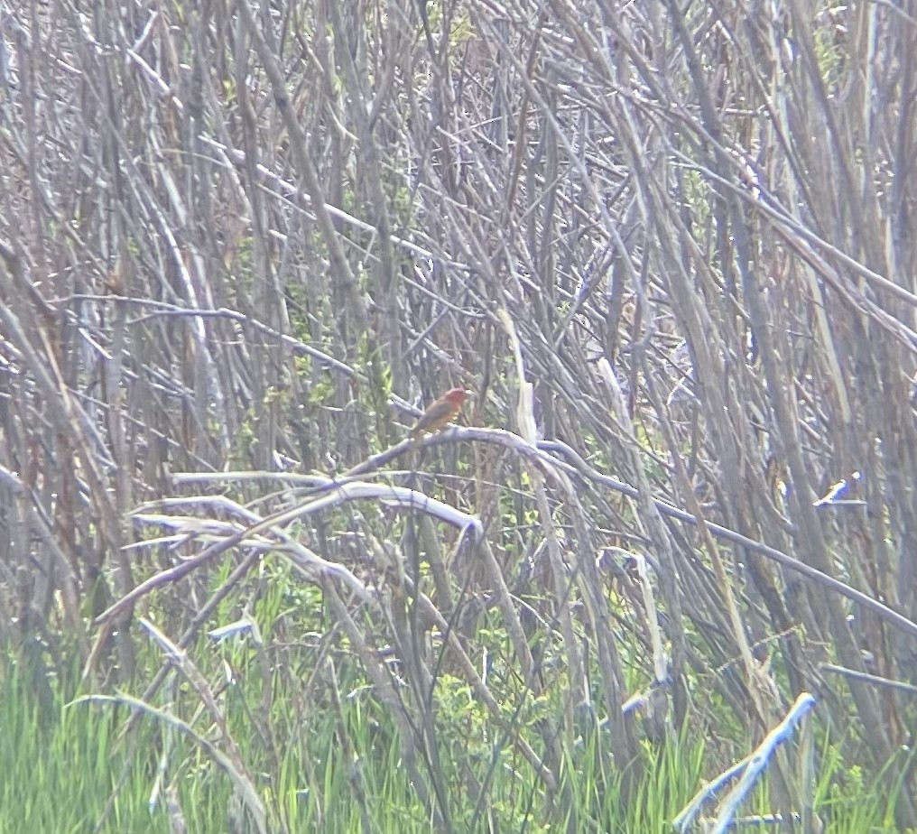 Summer Tanager - ML457827681