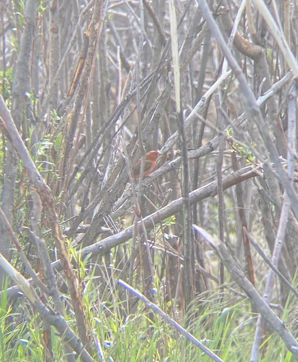 Summer Tanager - ML457827771
