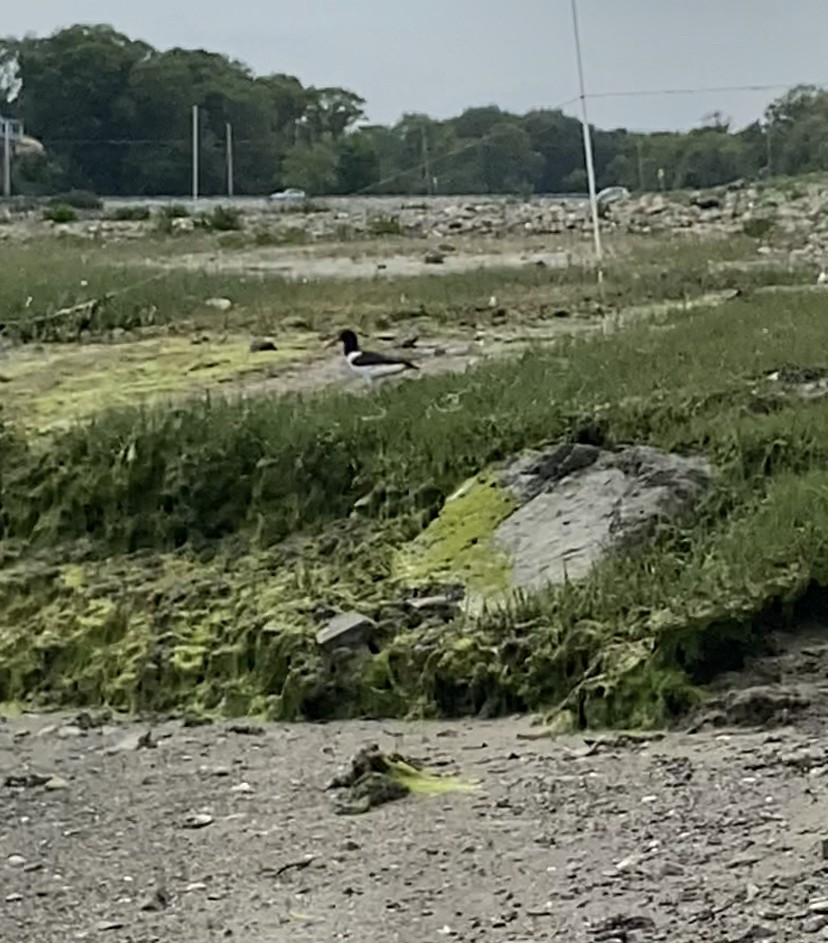 American Oystercatcher - ML457827801