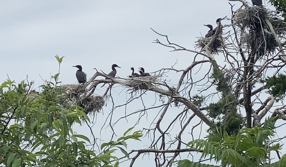 Double-crested Cormorant - ML457827941