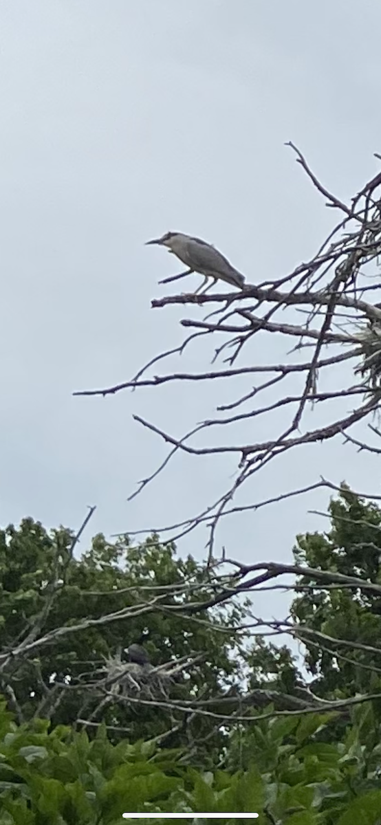 Black-crowned Night Heron - ML457828221