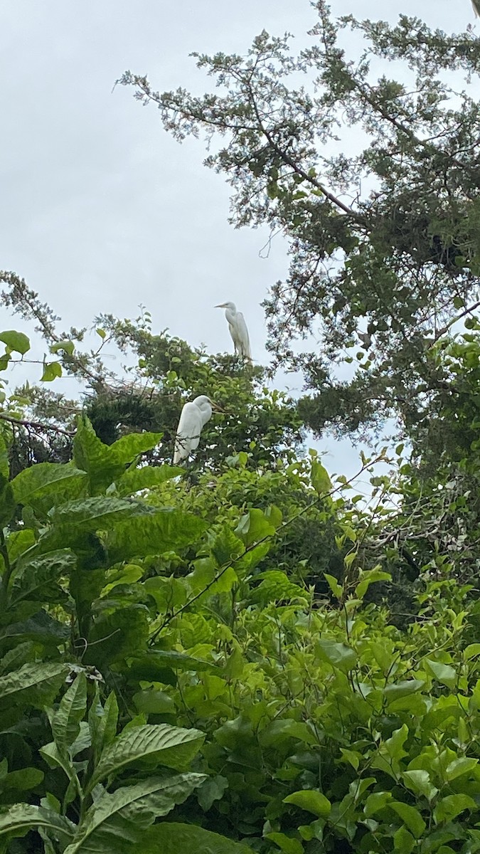 Great Egret - ML457828471