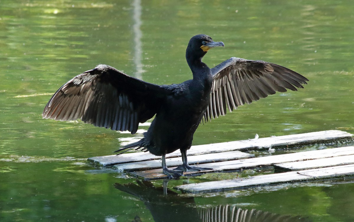 Double-crested Cormorant - ML457828511