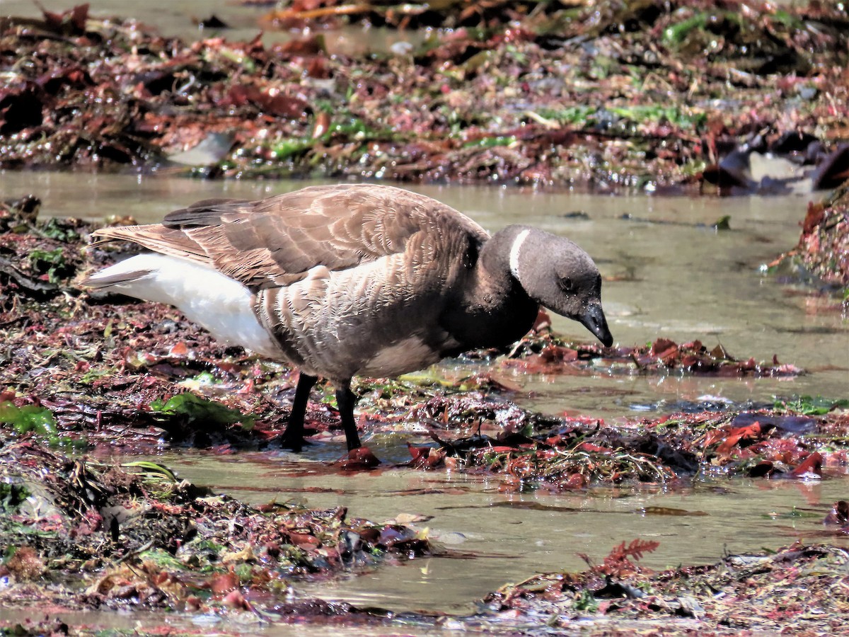 Brant - ML457829101