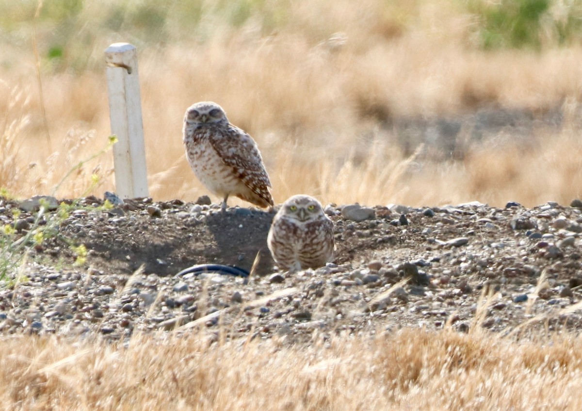 Burrowing Owl - Chris Overington