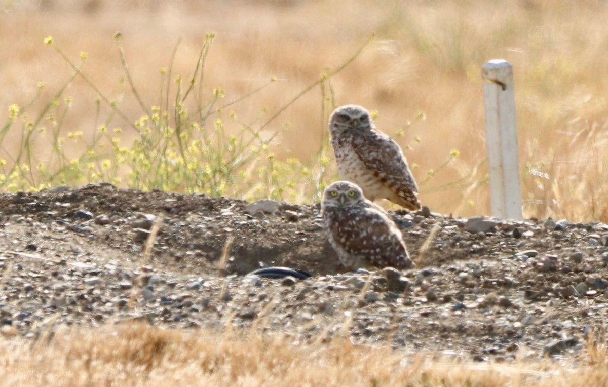 Burrowing Owl - ML457829271