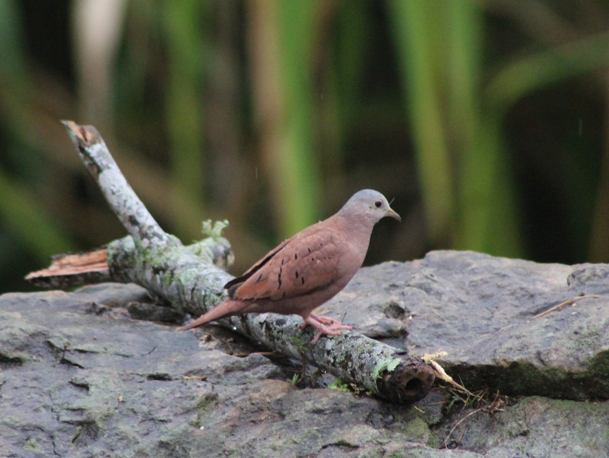 Ruddy Ground Dove - ML457829341