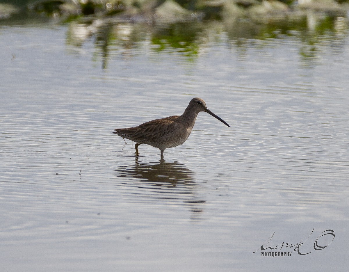 Long-billed Dowitcher - ML45783011
