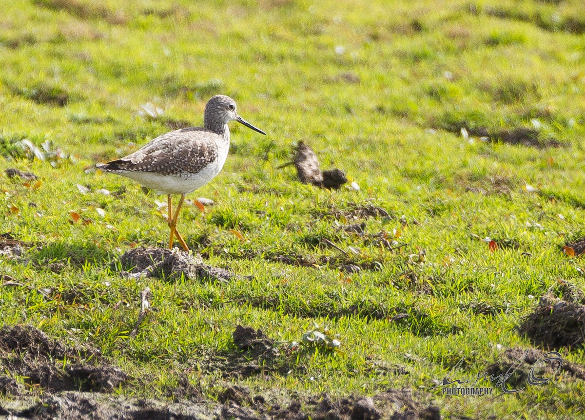 Greater Yellowlegs - ML45783041