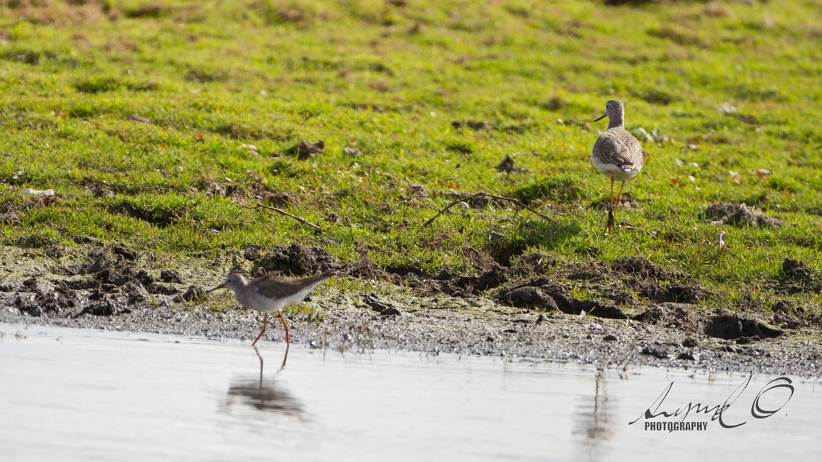 Greater Yellowlegs - ML45783051